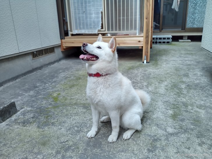 柴犬【・女の子・2021年4月18日・白柴】「人間大好き、無駄吠えの無い家庭犬です」