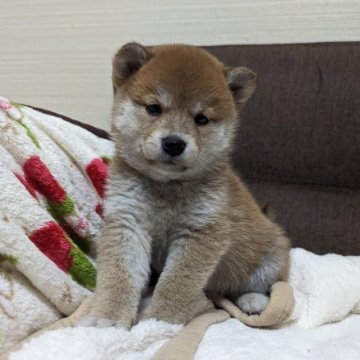 柴犬(標準サイズ)【山形県・女の子・2023年4月24日・赤】の写真「お母さん似のかわいい女のコ」