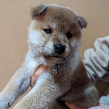 柴犬(標準サイズ)【山形県・男の子・2023年12月15日・赤】の写真「美形美男子」