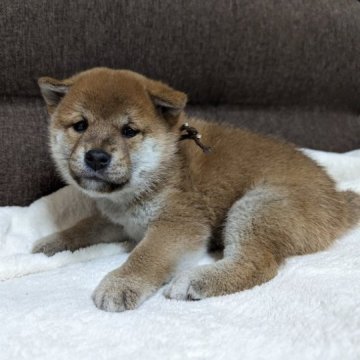 柴犬(標準サイズ)【山形県・男の子・2023年4月24日・赤】の写真「いちばんのイケメンくんです」