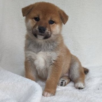 柴犬(標準サイズ)【山形県・女の子・2023年8月20日・赤】の写真「まだよちよち歩きですが元気に成長してます」