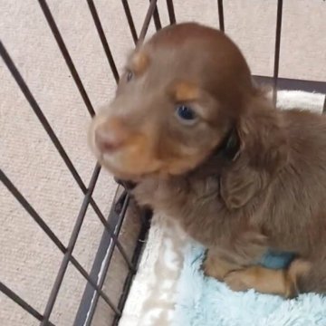 ミニチュアダックスフンド(ロング)【熊本県・男の子・2025年5月12日・チョコタン】の写真「一人っ子の可愛い男の子」