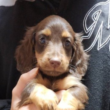 ミニチュアダックスフンド(ロング)【熊本県・男の子・2024年10月7日・チョコタン】の写真「おっとり穏やか男の子」