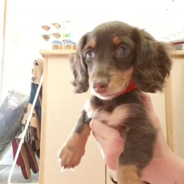 ミニチュアダックスフンド(ロング)【熊本県・女の子・2024年10月7日・チョコタン】の写真「穏やかな女の子」