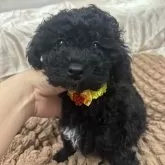 トイプードル(トイ)