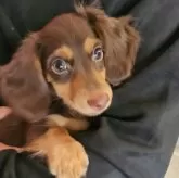 ミニチュアダックスフンド(ロング)【熊本県・女の子・2024年10月7日・チョコタン】の写真1