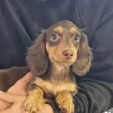 ミニチュアダックスフンド(ロング)【熊本県・女の子・2024年10月7日・チョコタン】の写真2