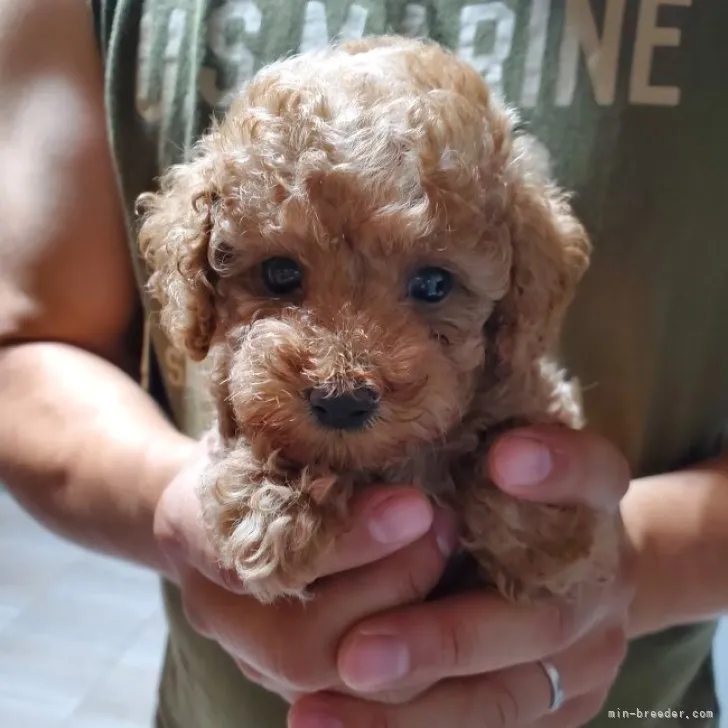 ID:2307-02714の子犬