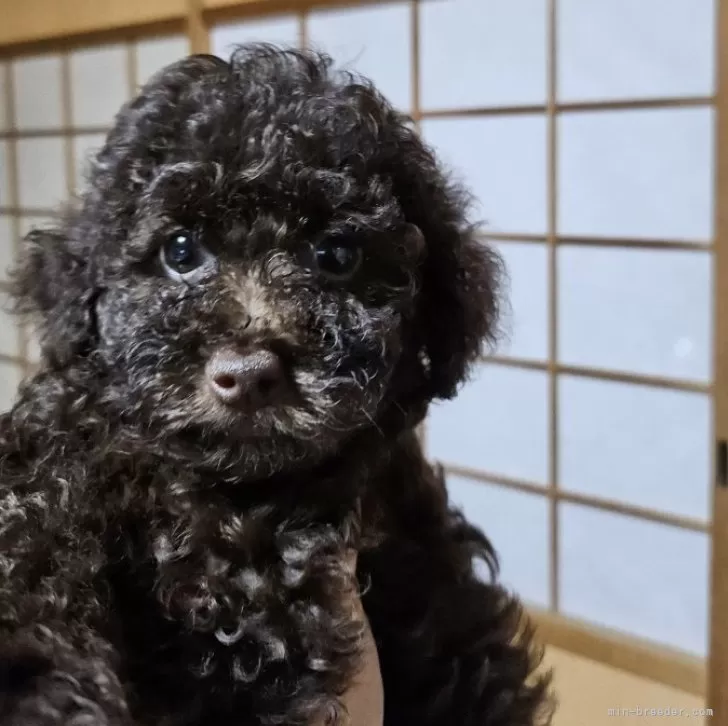 バディ 様のお迎えした子犬