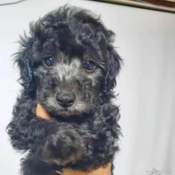 s 様のお迎えした子犬