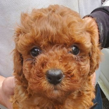 トイプードル(タイニー)【熊本県・男の子・2022年11月12日・レッド】の写真「元気いっぱいで甘えん坊の食いしん坊です。」