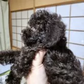 トイプードル(トイ)【熊本県・男の子・2024年5月7日・ブラウン】の写真2