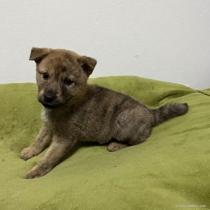 ID:2412-03517の子犬