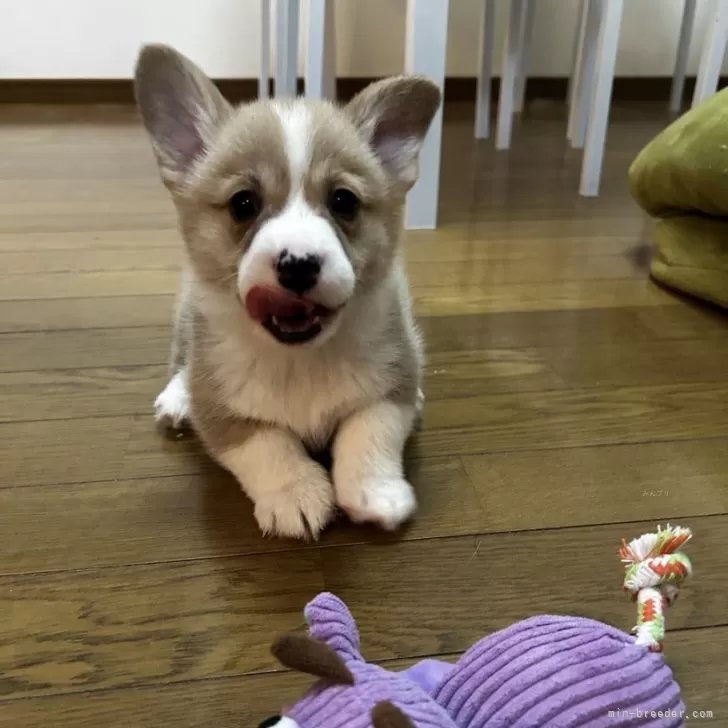 ID:2502-02704の子犬