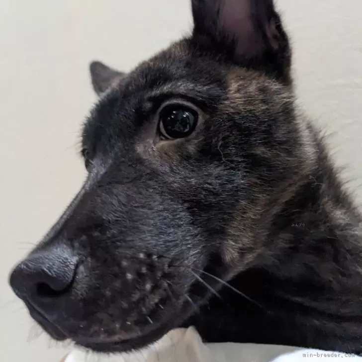 S.H 様のお迎えした子犬