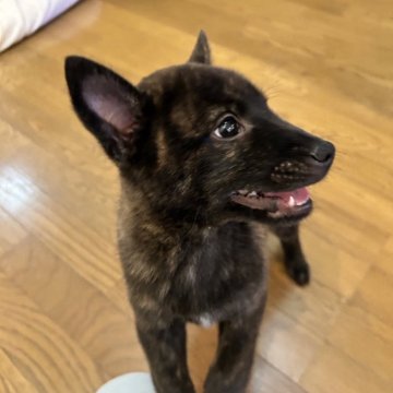 甲斐犬【滋賀県・男の子・2025年7月27日・赤虎毛】の写真「おっとりした性格で人が大好きな男の子です」