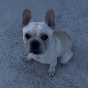 フレンチブルドッグ【滋賀県・男の子・2025年4月12日・クリーム】の写真「凄く人が好きで離れません」