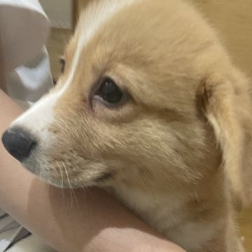 ウェルシュ・コーギー・ペンブローク【滋賀県・女の子・2025年9月10日・レッド&ホワイト】の写真「大人しく綺麗な毛色です❤️」