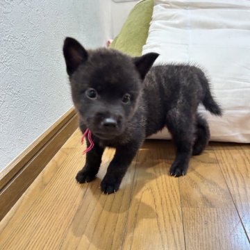 甲斐犬【滋賀県・男の子・2025年7月27日・中虎毛】の写真「元気で人が大好きです」