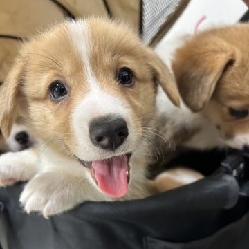 ウェルシュ・コーギー・ペンブローク【滋賀県・女の子・2025年9月10日・レッド&ホワイト】の写真「大人しく綺麗な毛色です❤️」