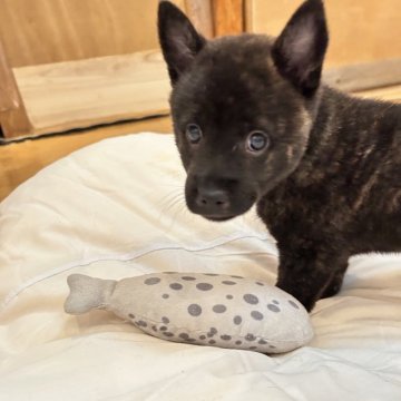 甲斐犬【滋賀県・男の子・2025年7月27日・赤虎毛】の写真「大人しく甘えん坊な男の子です」