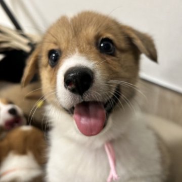 ウェルシュ・コーギー・ペンブローク【滋賀県・女の子・2025年9月10日・レッド&ホワイト】の写真「可愛い顔立ちの女の子です❤️」