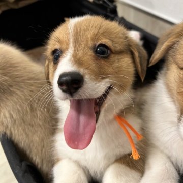 ウェルシュ・コーギー・ペンブローク【滋賀県・男の子・2025年9月10日・レッド&ホワイト】の写真「人が大好きな男の子です😍」