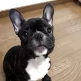 フレンチブルドッグ