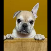 フレンチブルドッグ