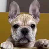 フレンチブルドッグ
