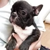 フレンチブルドッグ