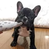 フレンチブルドッグ