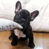 フレンチブルドッグ