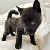 甲斐犬