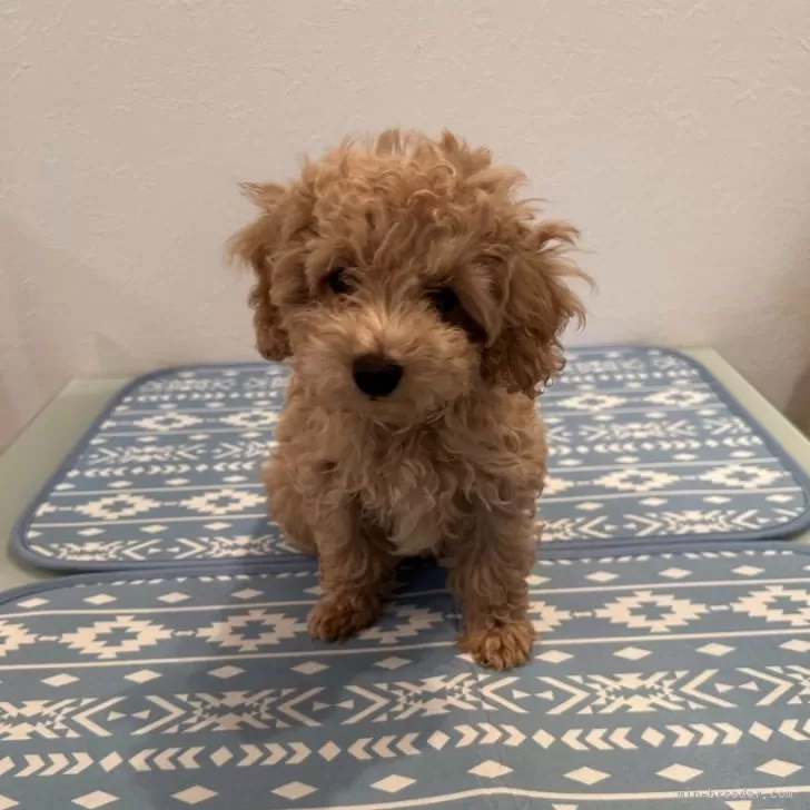 ID:2409-06619の子犬
