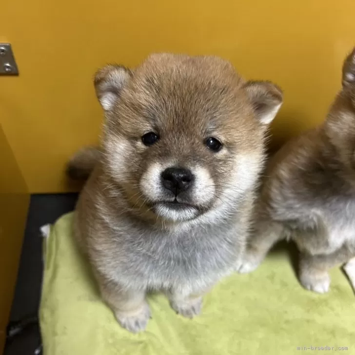 Y.F 様のお迎えした子犬