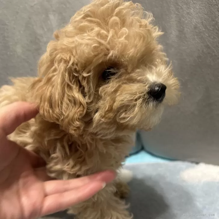 ID：2312-06114の子犬