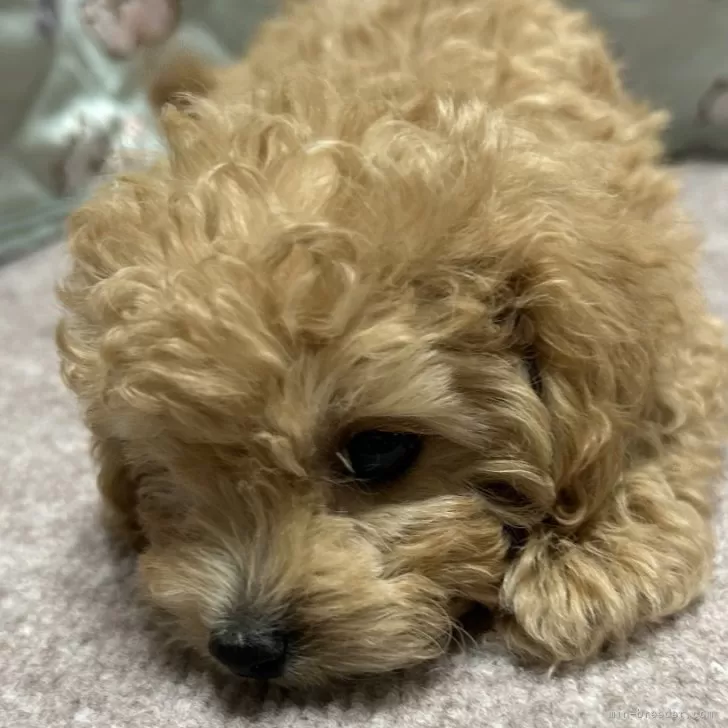 ID:2408-02181の子犬