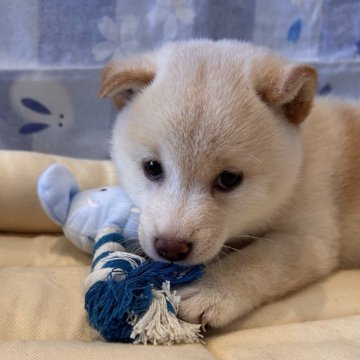 柴犬(豆柴)【滋賀県・女の子・2024年7月24日・白】の写真「甘えん坊の女の子です」