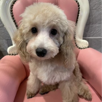 トイプードル(タイニー)【福岡県・男の子・2025年5月10日・アプリコット】の写真「甘えん坊の男の子🐩🩵」