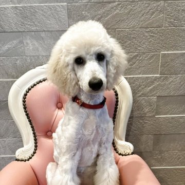スタンダードプードル【福岡県・女の子・2025年5月14日・ホワイト】の写真「元気な美人さん🐩🧡」