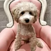 タイニープードル