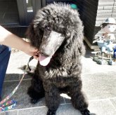 スタンダードプードル