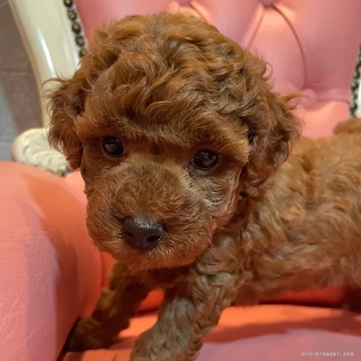 ID：2405-05463の子犬