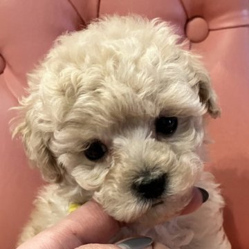トイプードル(ティーカップ)【福岡県・男の子・2023年12月15日・アプリコット】の写真「甘えん坊の僕🐩🩵」