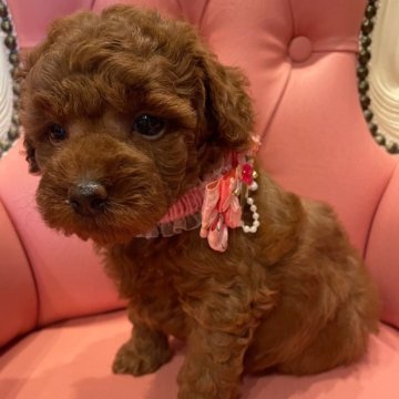 トイプードル(トイ)【福岡県・女の子・2024年4月14日・レッド】の写真「おっとり美人さん🐩🩷」