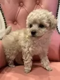 ティーカッププードル【福岡県・男の子・2023年12月15日・アプリコット】の写真2