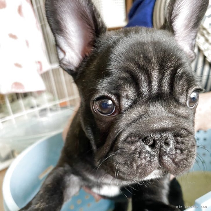 ブリーダー画像