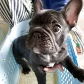 フレンチブルドッグ【千葉県・男の子・2025年8月22日・ブリンドル】の写真5