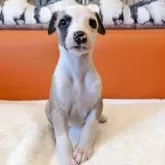 ウィペット